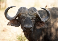 African Buffalo head