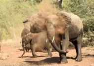 Elephants Dust bathing