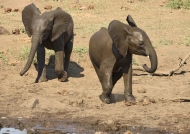 Two young Elephants