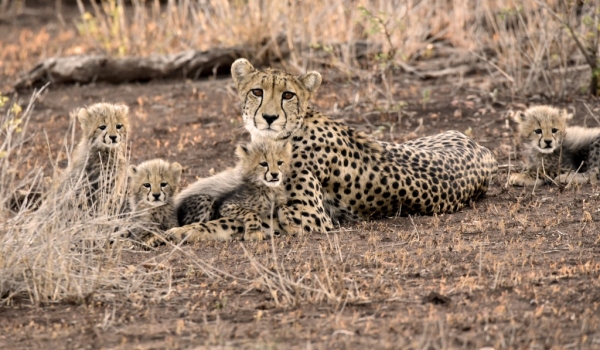 South Africa – Cheetah with her 4 cubs