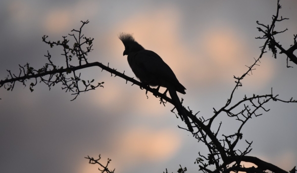 Grey Go-Away Bird at sunset