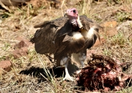 Hooded Vulture & Kudu bones