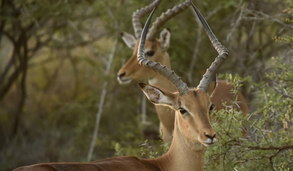 Impalas – 2 males