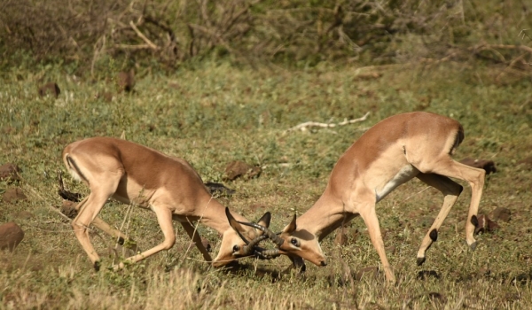 Impalas fighting – mating time