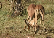 Impalas – horn clashes