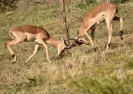 Impalas – males fighting