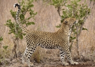 Leopard – old female