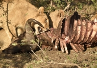 Lion on a Buffalo carcass