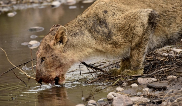 Thirsty after the meal