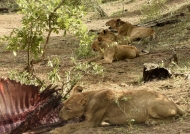 Lions full up