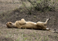 Lion full up enjoying life