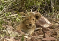 Small cub