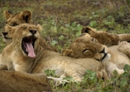 Yawning competition !