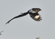 Magpie Shrike