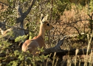 Steenbok  hidding