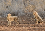 Two small cubs