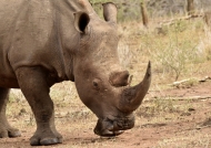 White Rhino have two horns