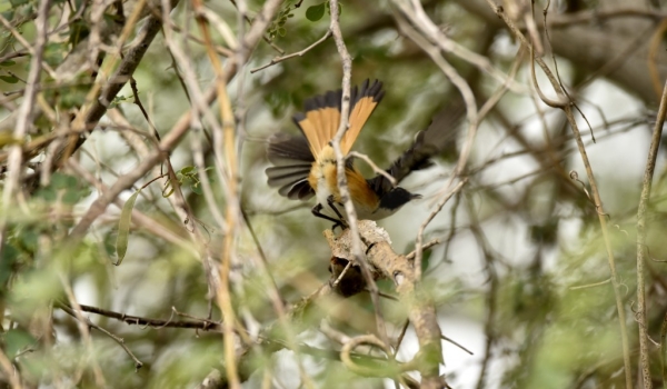 White-throated Robin-chat