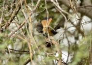 White-throated Robin-chat