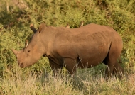Young White Rhino