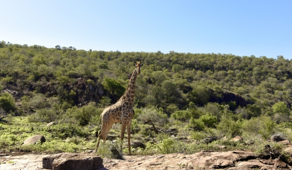 Giraffe at work – checkpoint 1