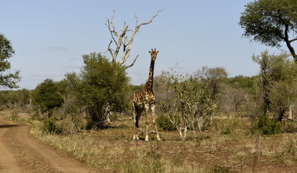 Giraffe – checkpoint 2