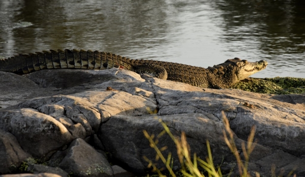 Nile Crocodile resting on rocks