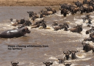 Checking Wildebeest « route »