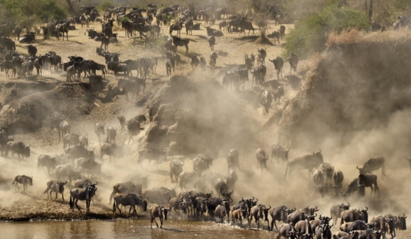 This herd of Wildebeests…