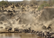 This herd of Wildebeests…