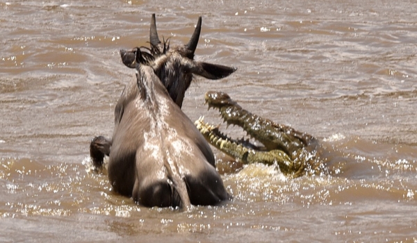 Nile Crocodile attack