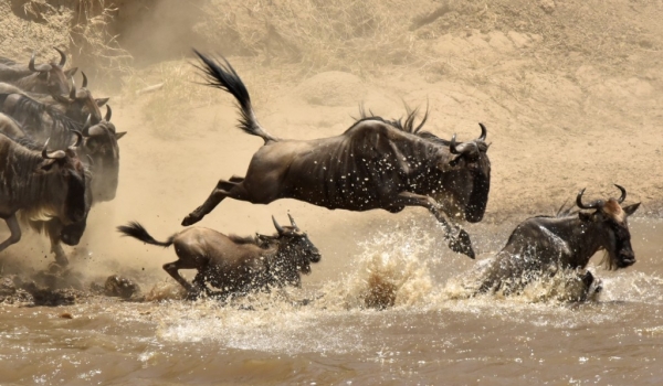 Family leaping into the Mara