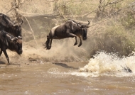 …Wildebeests  are jumping