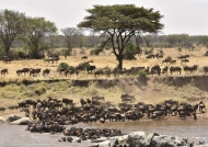 Wildebeest gathering…