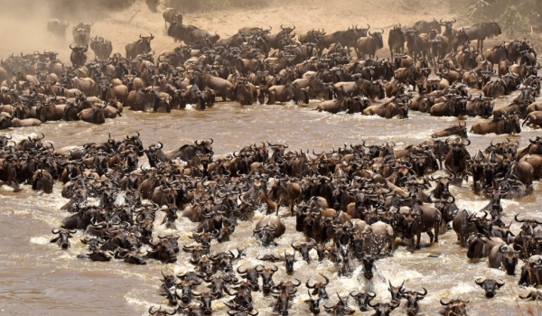 Herd of 10 to 15 000 Gnus