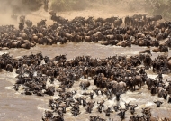 Herd of 10 to 15 000 Gnus