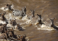 Just few Zebras are crossing