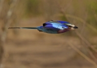 Lilac-breasted Roller
