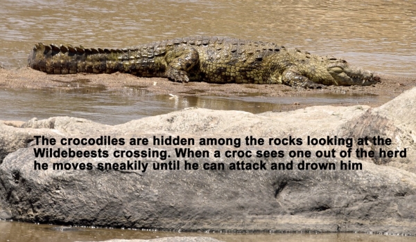 Nile Crocodile story