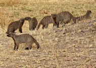 Family of Banded Mongooses