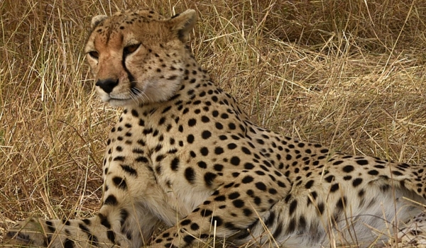 Cheetah – male
