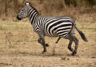 Uncommon Zebra : 5 legs