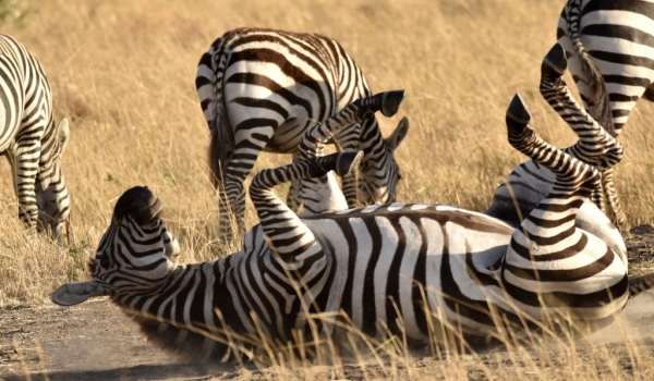 Common Zebra rolling in dust