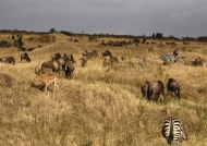 Wildebeests with Zebras