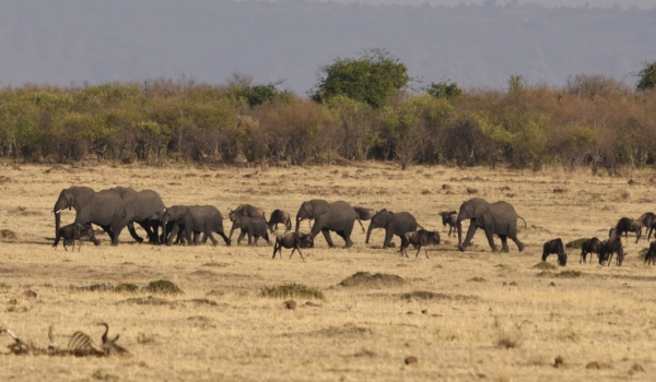 Elephants crossing the plain