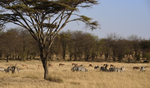 Serengeti North landscape