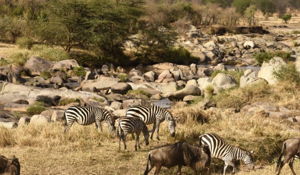 Zebras with Wildebeests