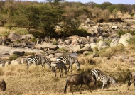 Zebras with Wildebeests