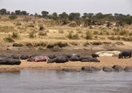Big, fat, lazy hippos