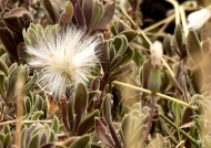 Asteraceae Kleinia – seed head